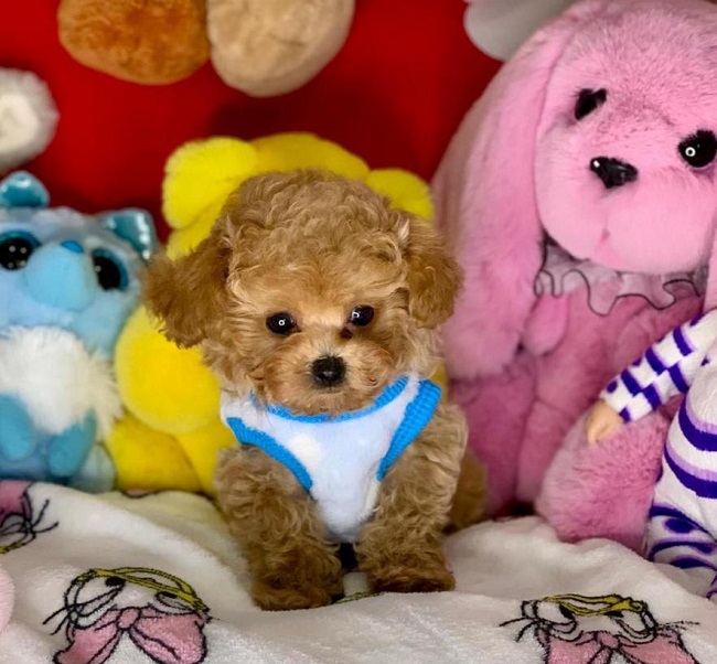 микро пудель