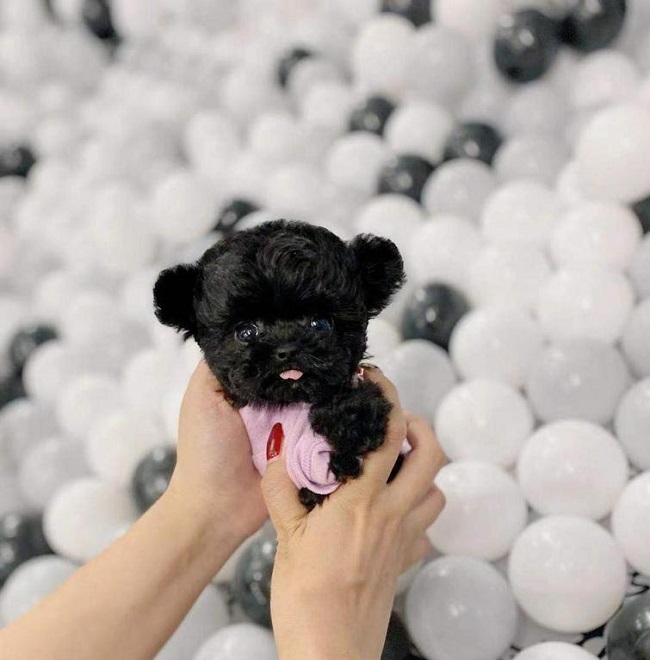 микро пудель