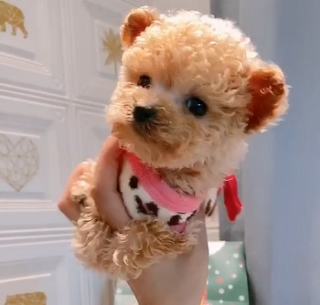 микро пудель