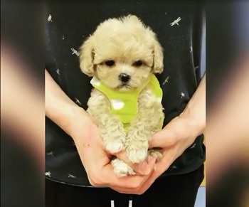 микро пудель