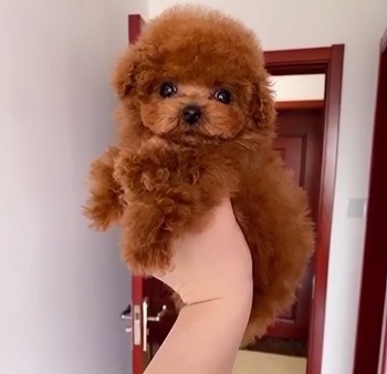 микро пудель