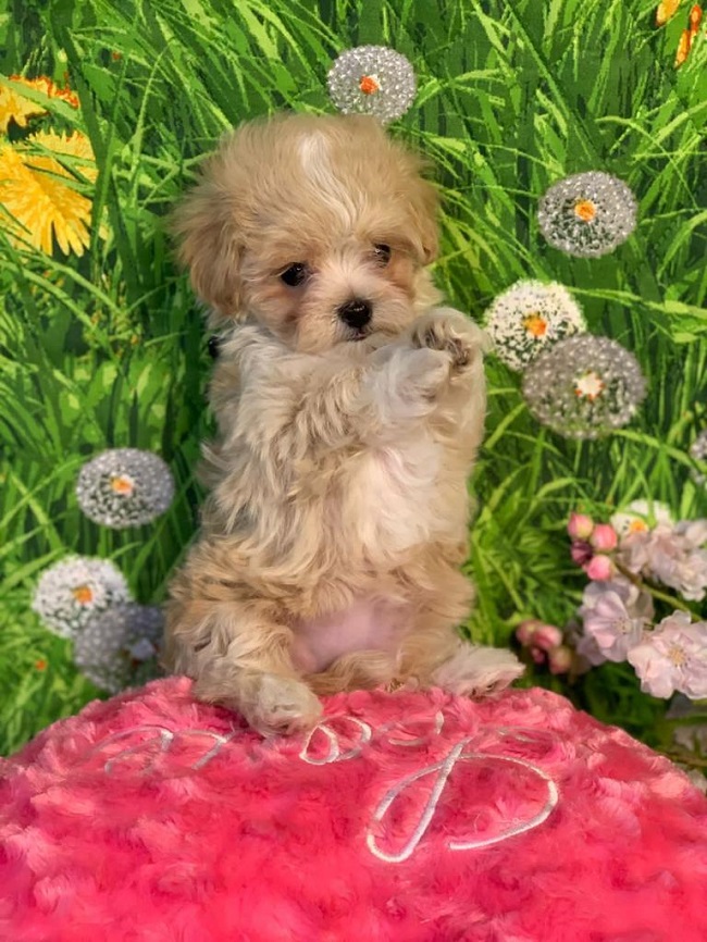 тедди пудель