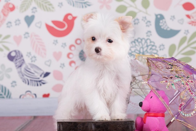 йоркширский терьер