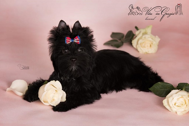 купить йорка в питомнике