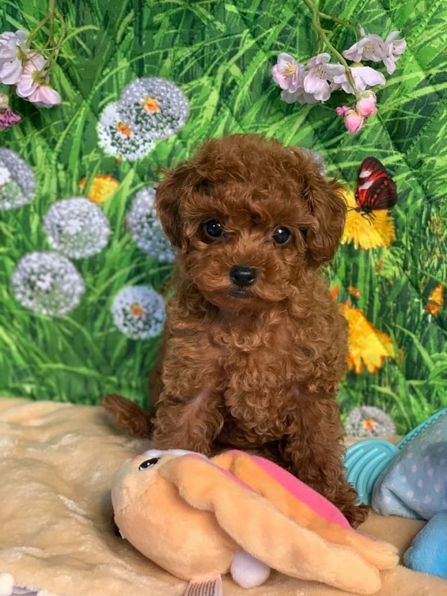 тедди пудель