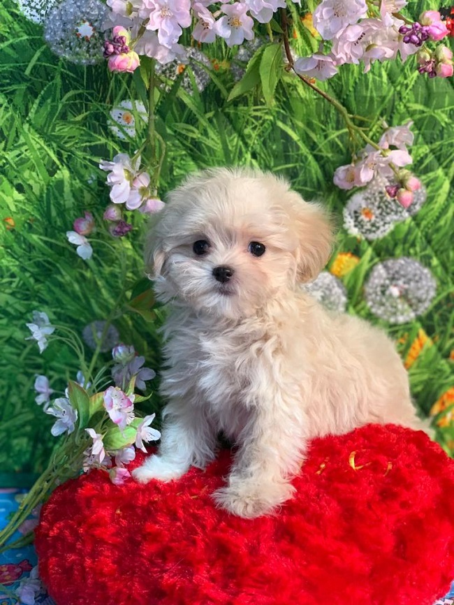 тедди пудель