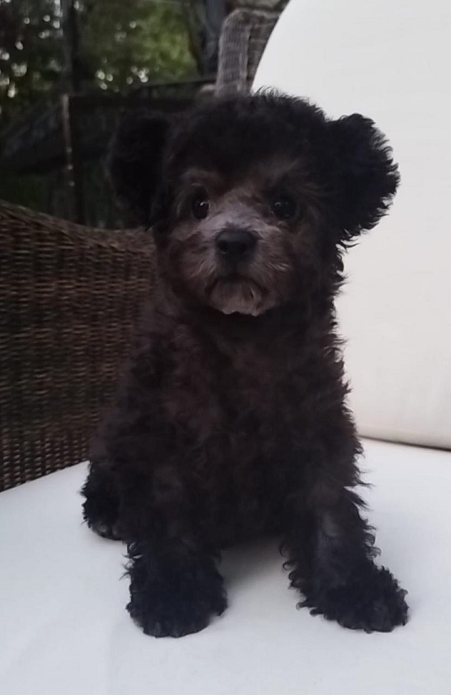 тедди пудель