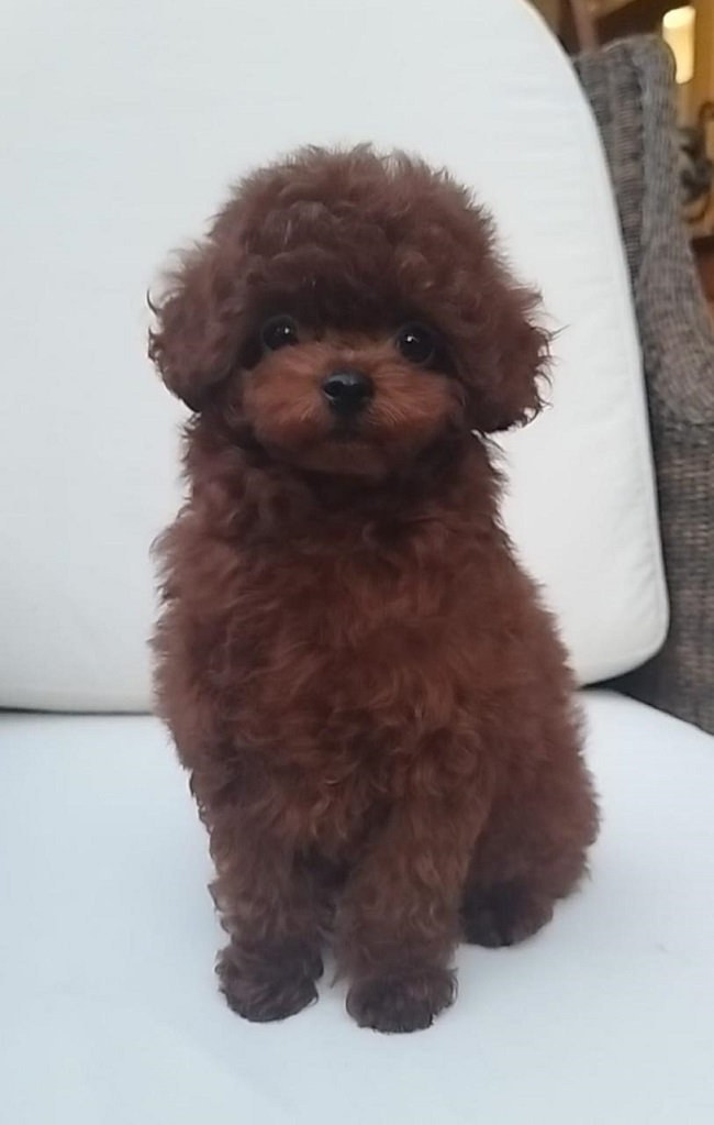 тедди пудель