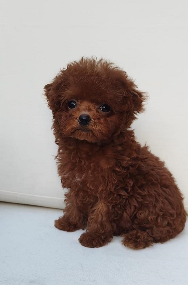 тедди пудель