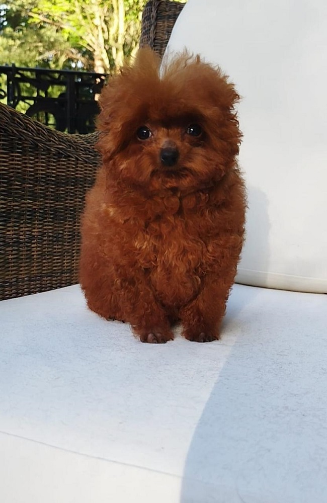 тедди пудель