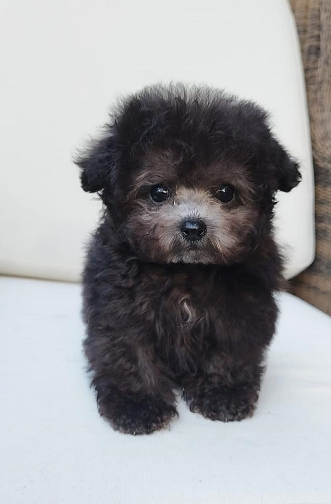 тедди пудель