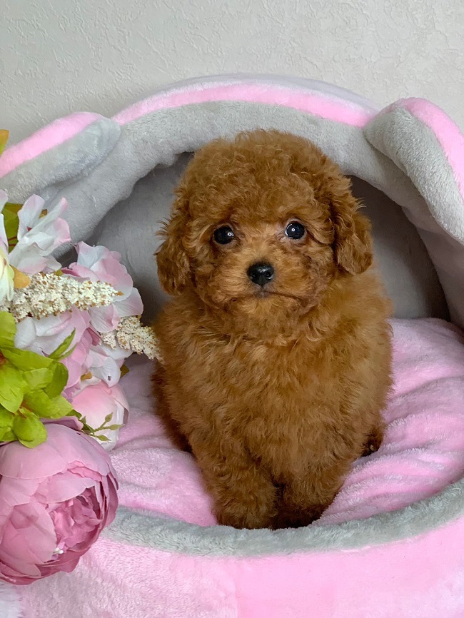 тедди пудель