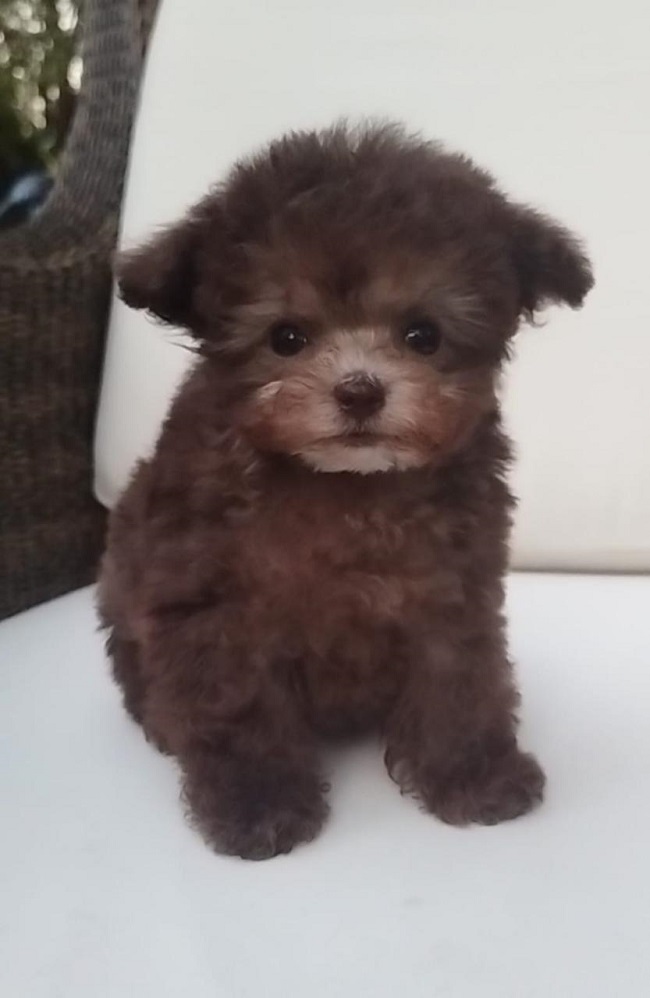 тедди пудель