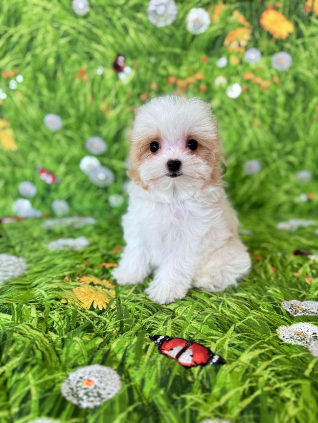 купить йорка в питомнике