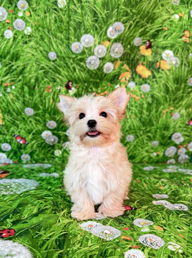 купить йорка в питомнике