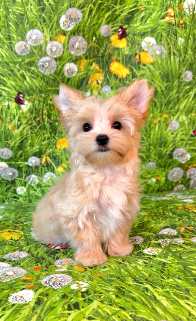 купить йорка в питомнике