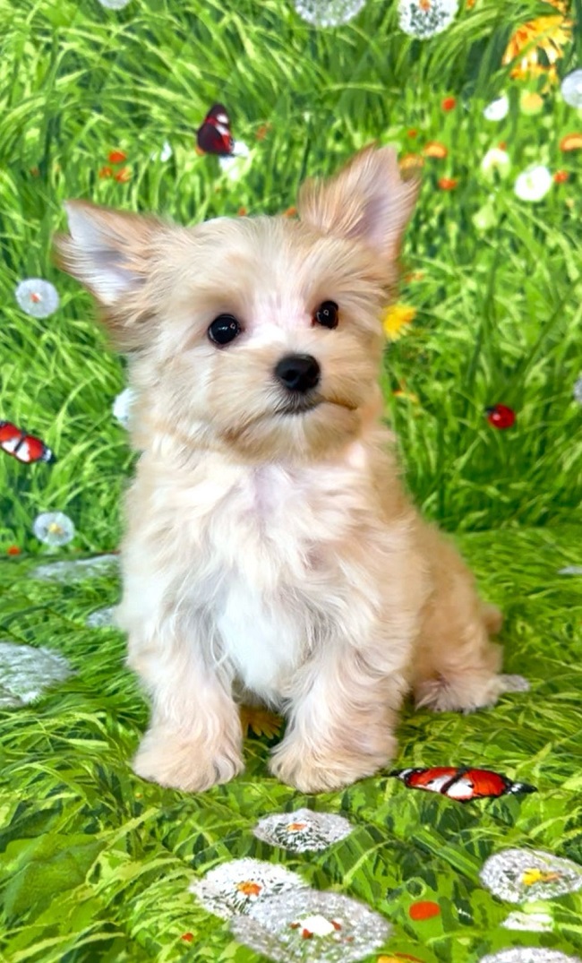 купить йорка в питомнике