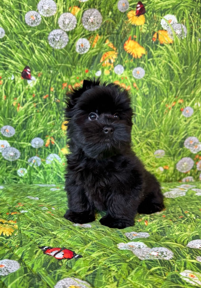 купить йорка в питомнике