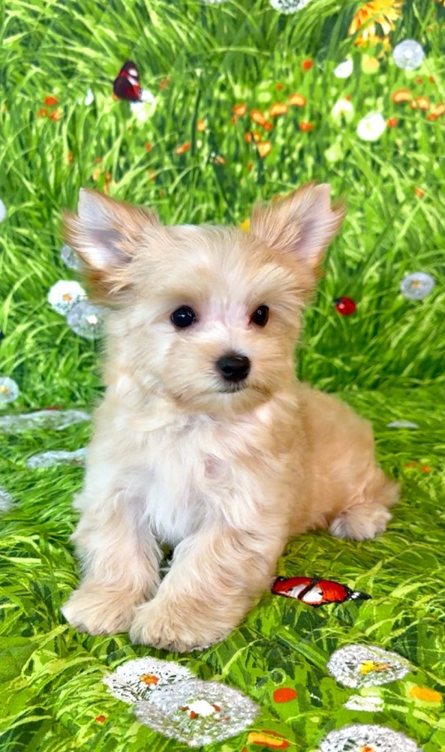 купить йорка в питомнике