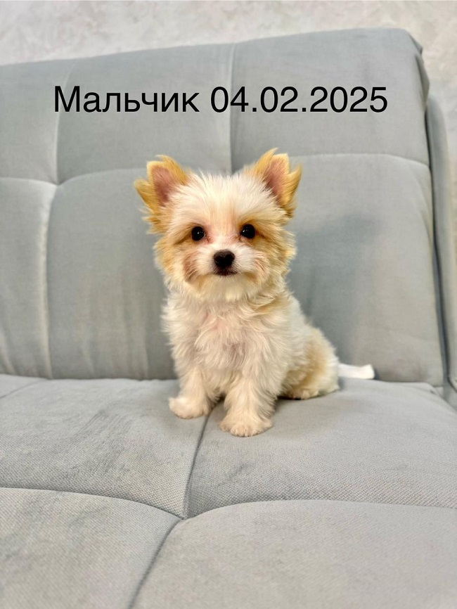 купить йорка в питомнике