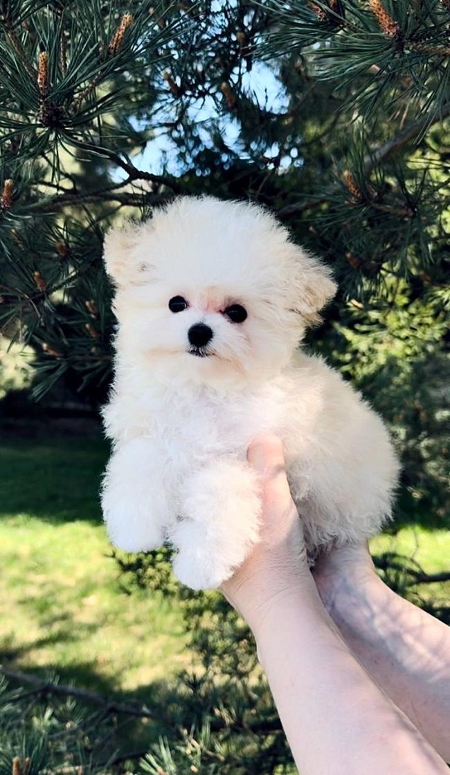 купить щенка бишон-фризе