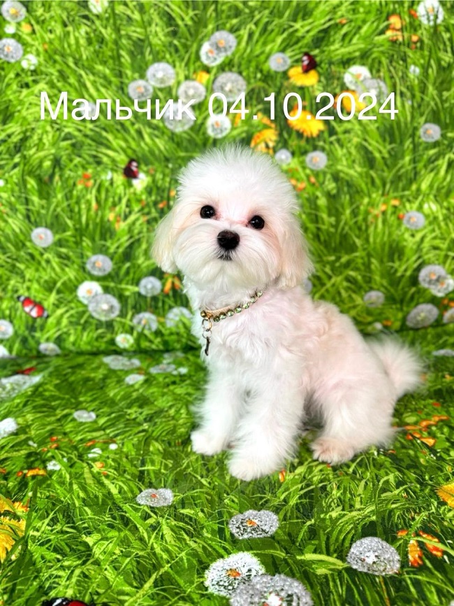 Щенок Мальтезе