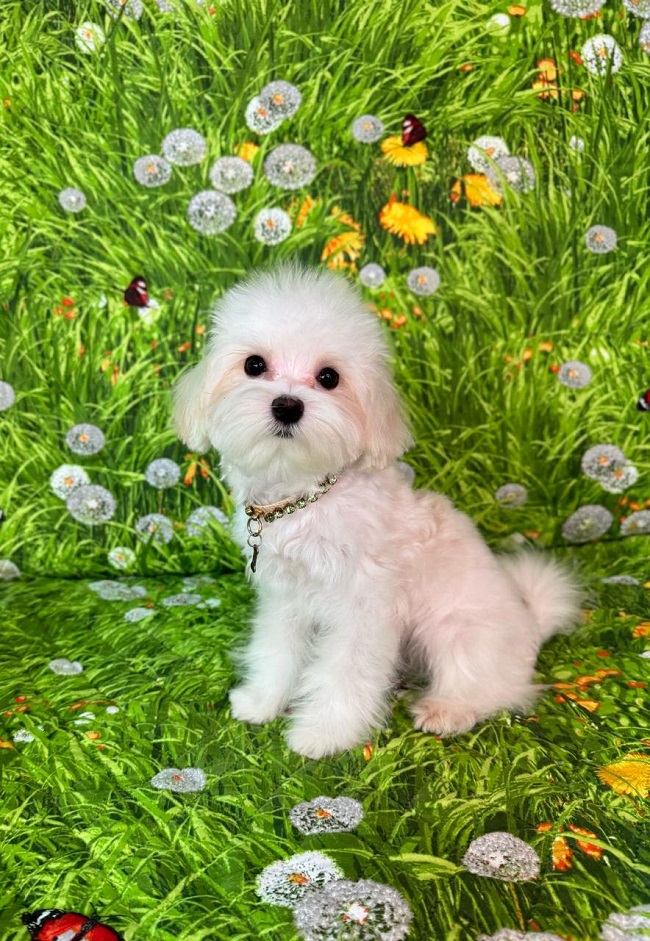 Щенок Мальтезе