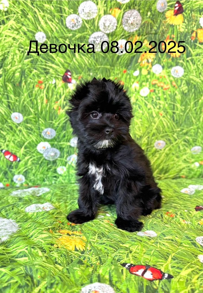 купить йорка в питомнике