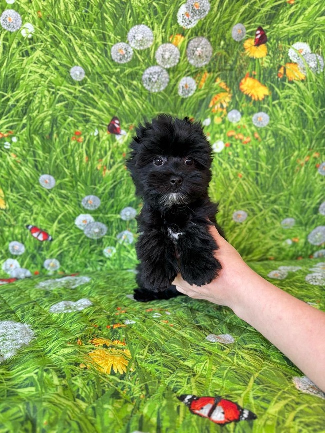 купить йорка в питомнике