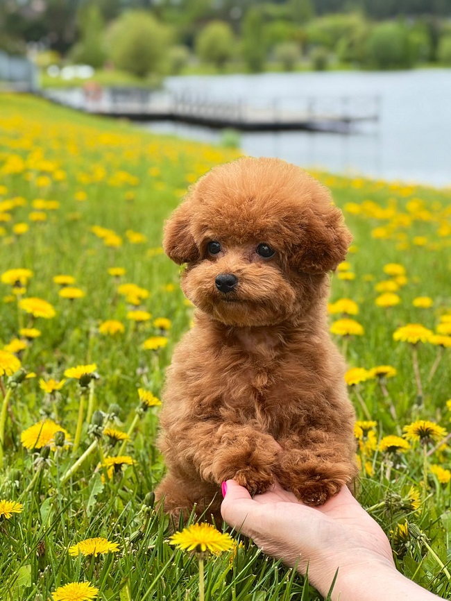 купить той пуделя