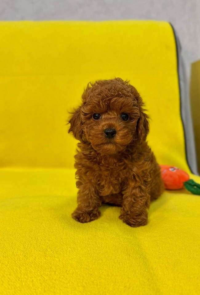 микро пудель