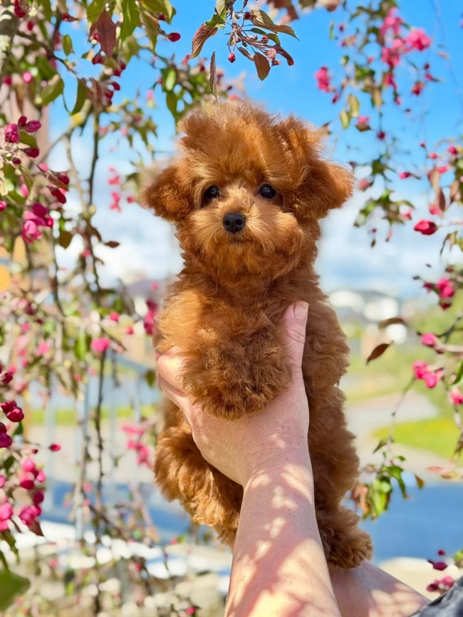 щенок мальтипу