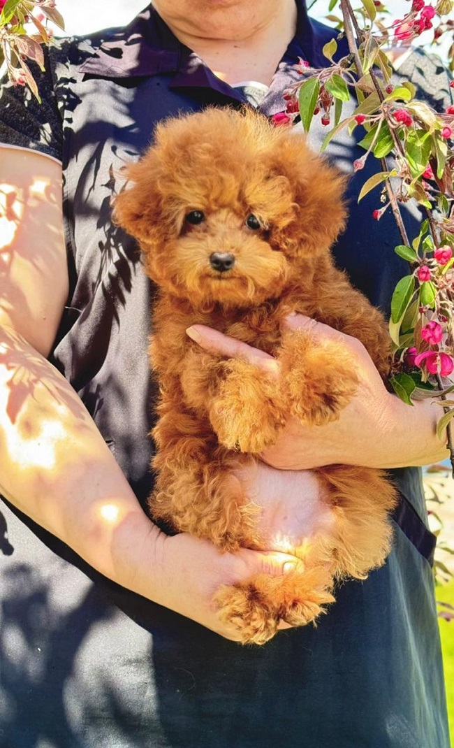 щенок мальтипу