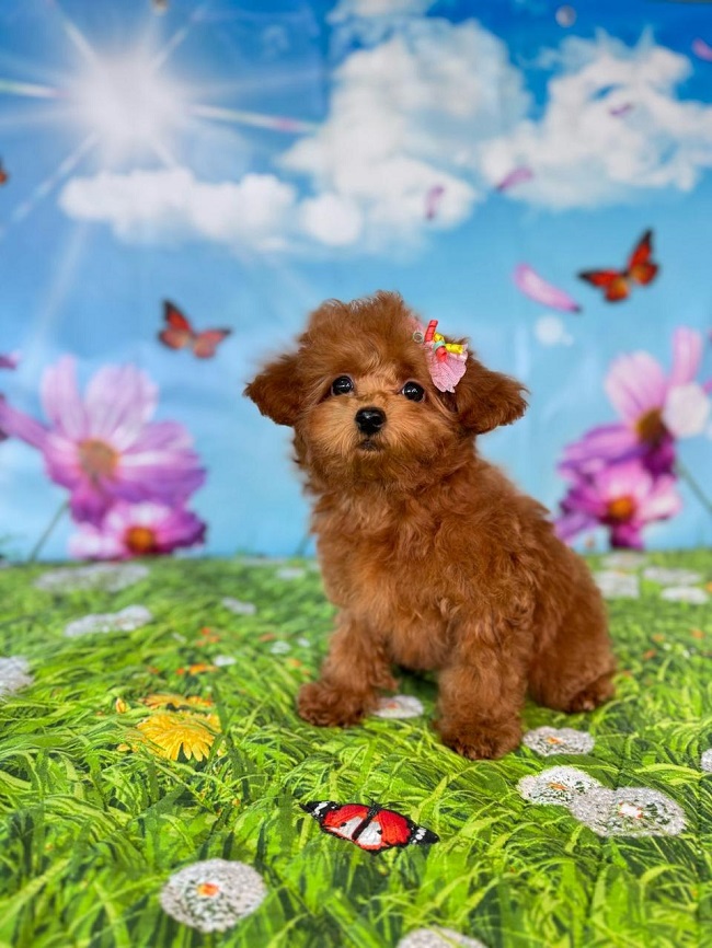 щенок мальтипу