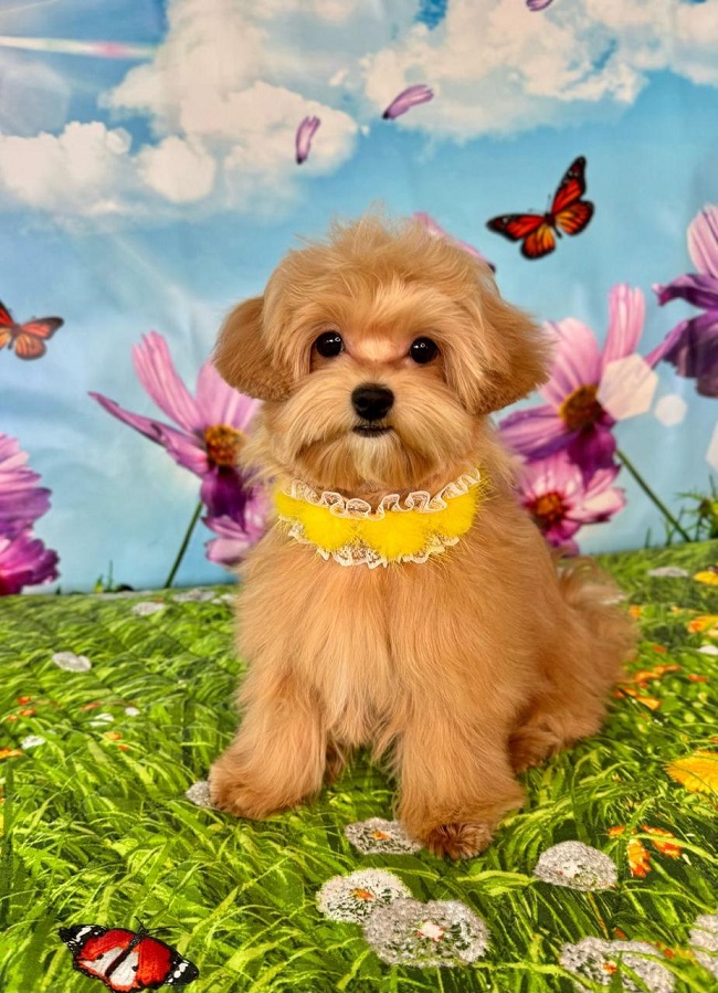 щенок мальтипу