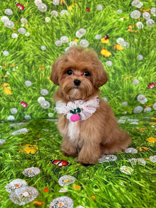 щенок мальтипу