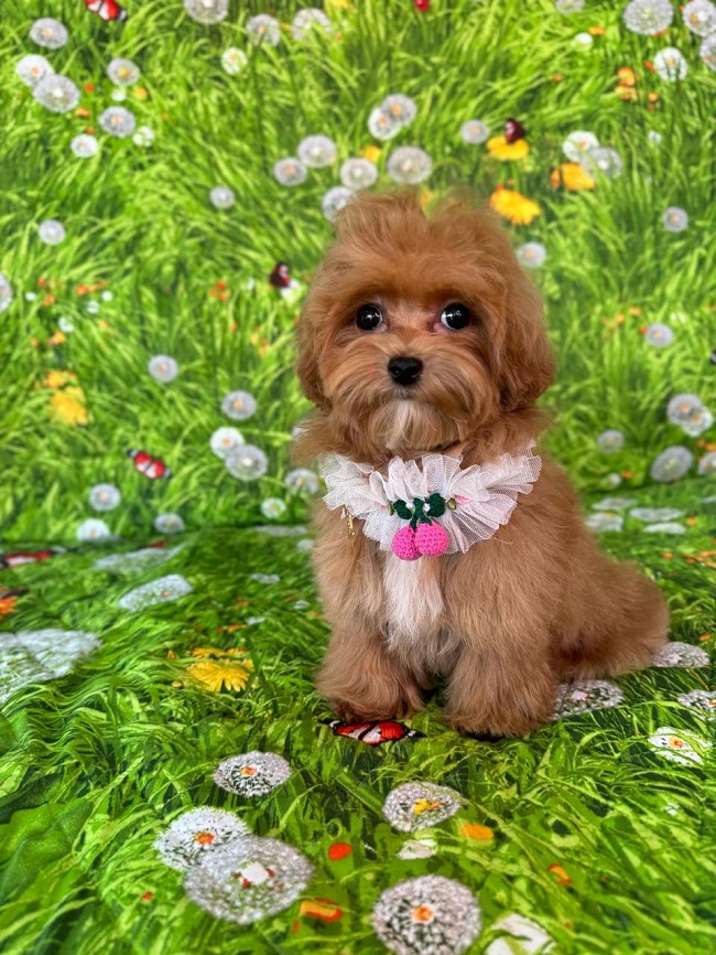 щенок мальтипу