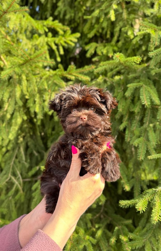 щенок мальтипу