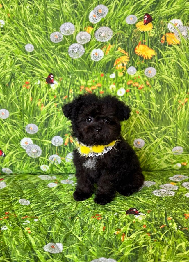 щенок мальтипу