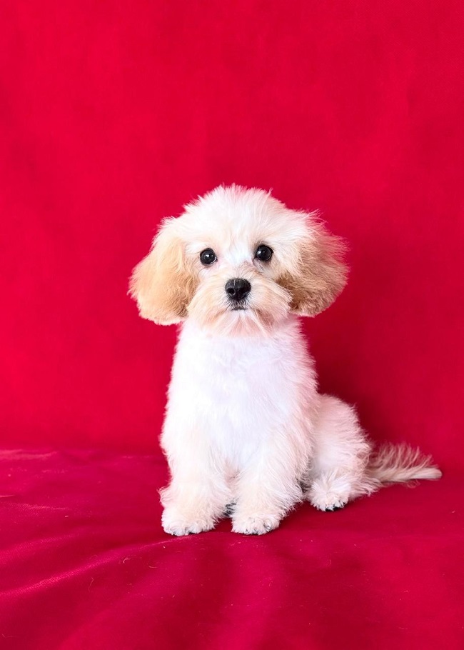 той тедди пудель