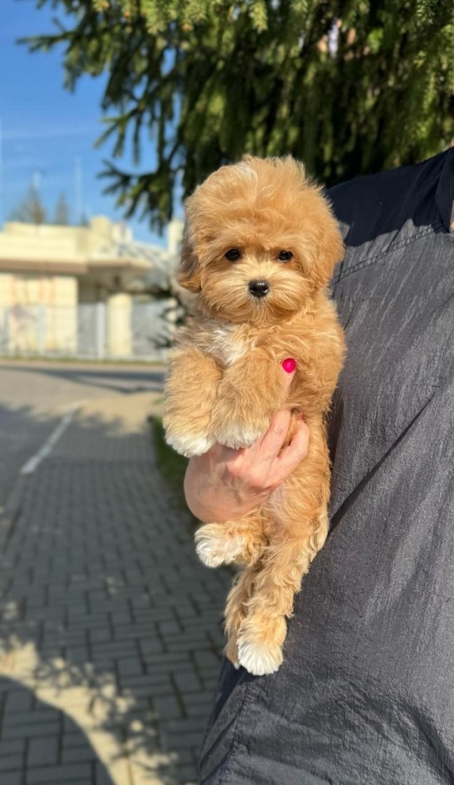 щенок мальтипу