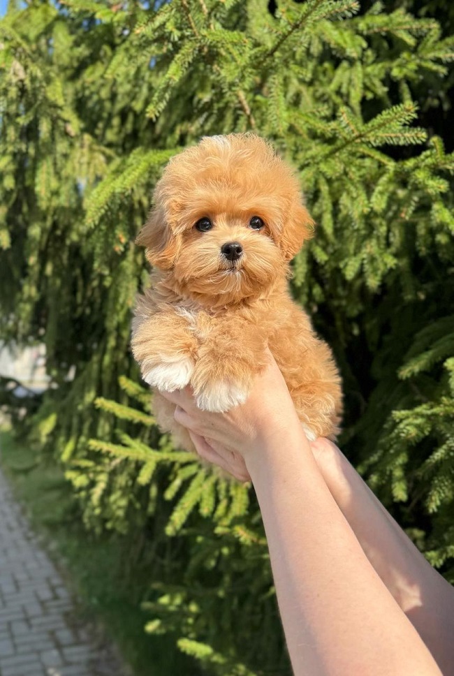 щенок мальтипу