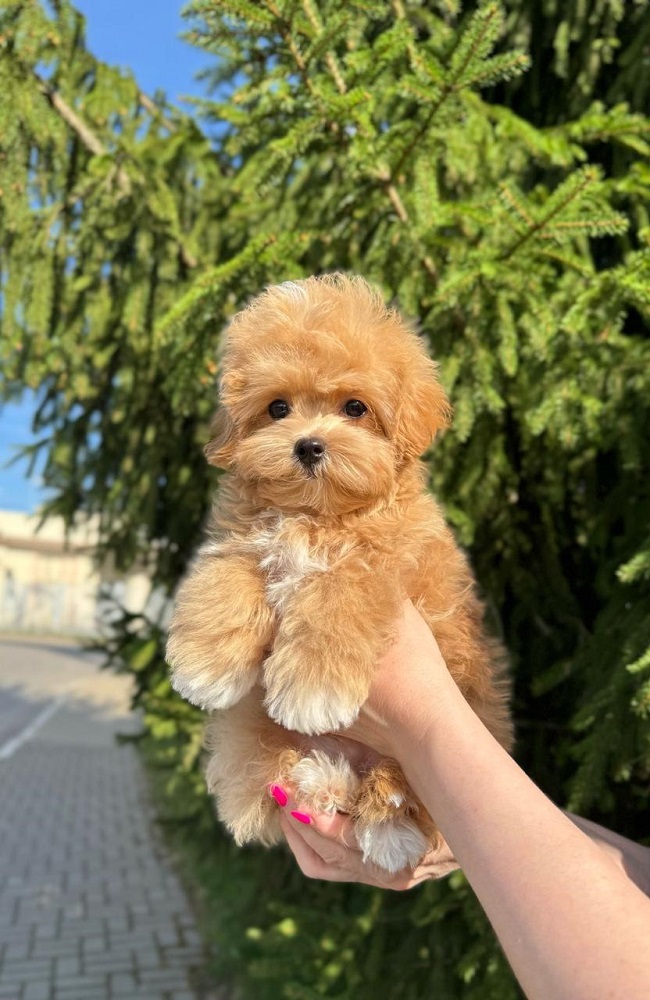 щенок мальтипу