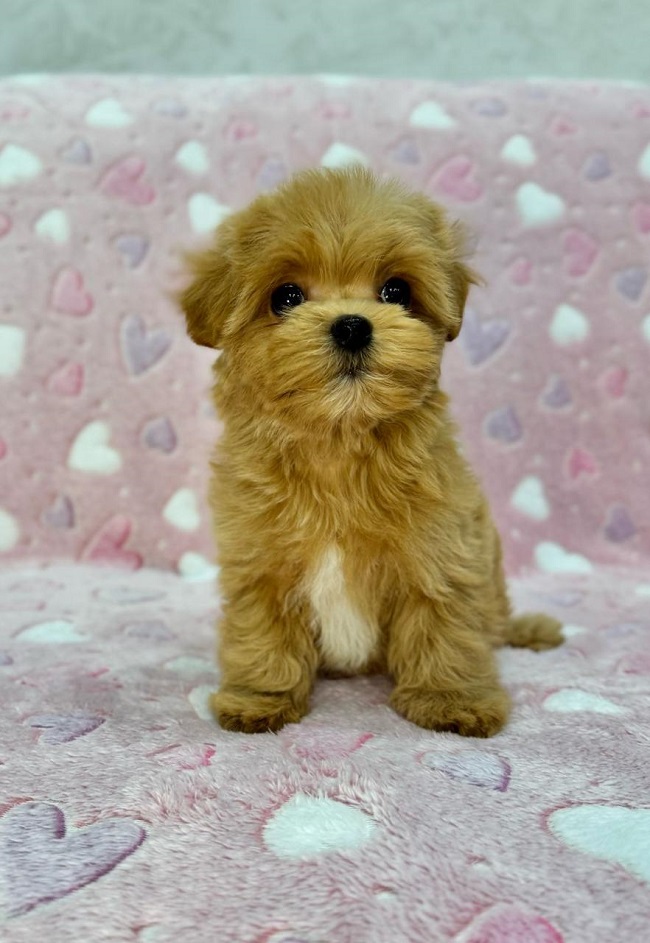 щенок мальтипу