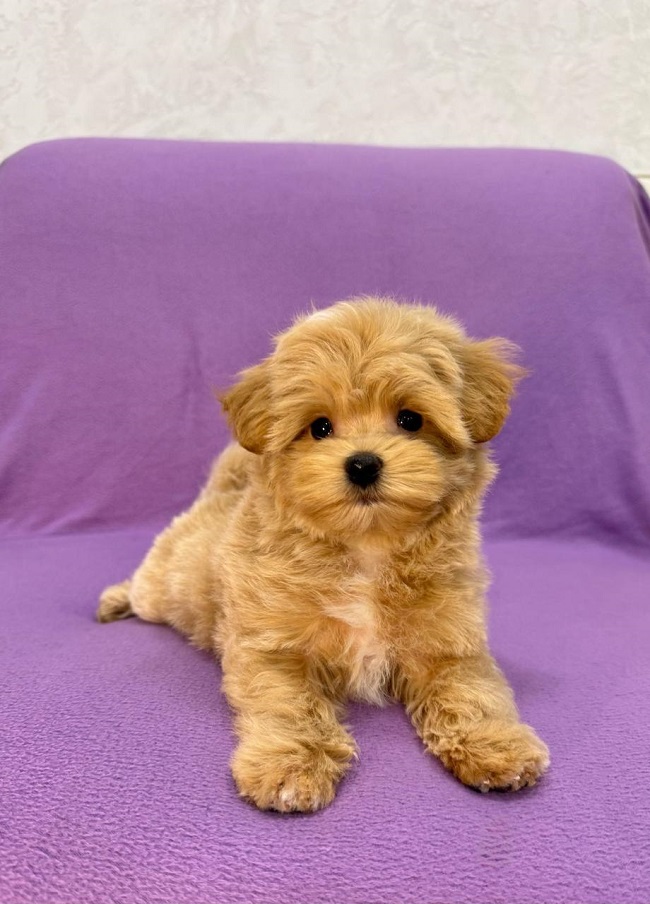 щенок мальтипу