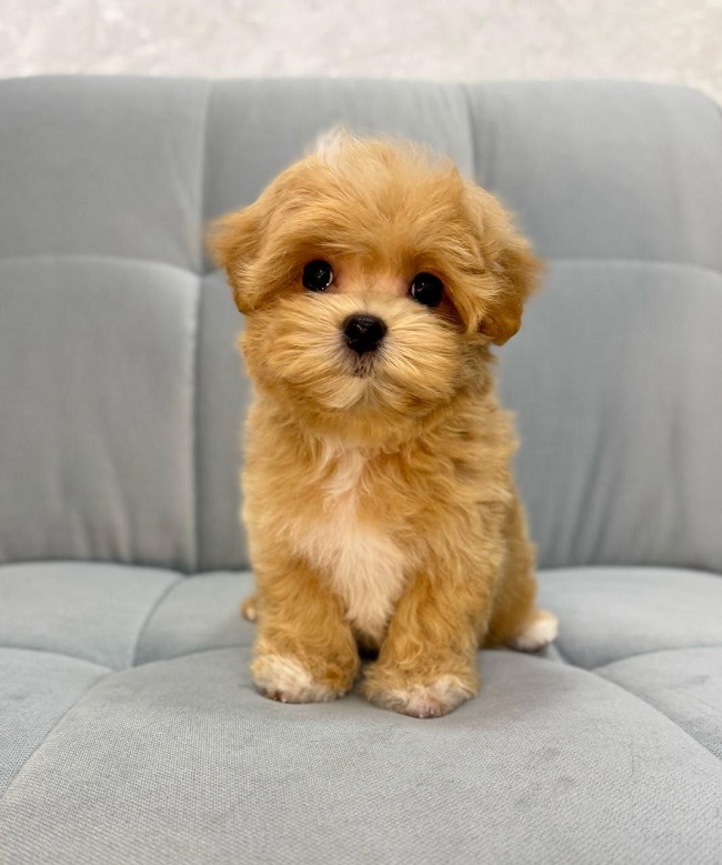 щенок мальтипу