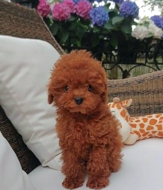 тедди пудель