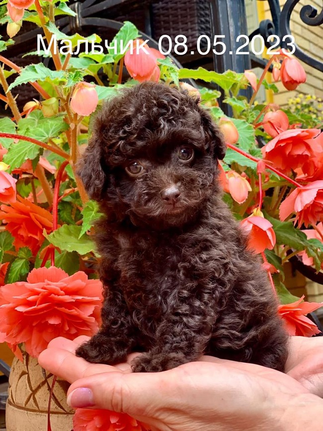 тедди пудель