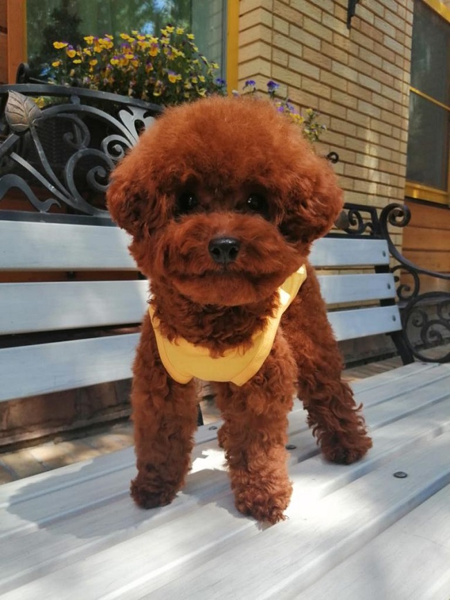 тедди пудель