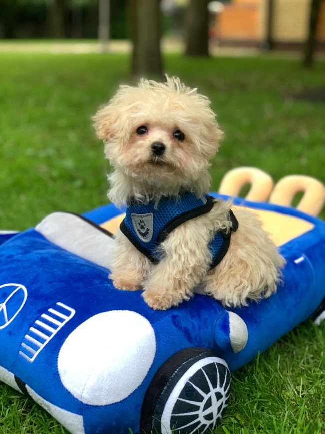 тедди пудель